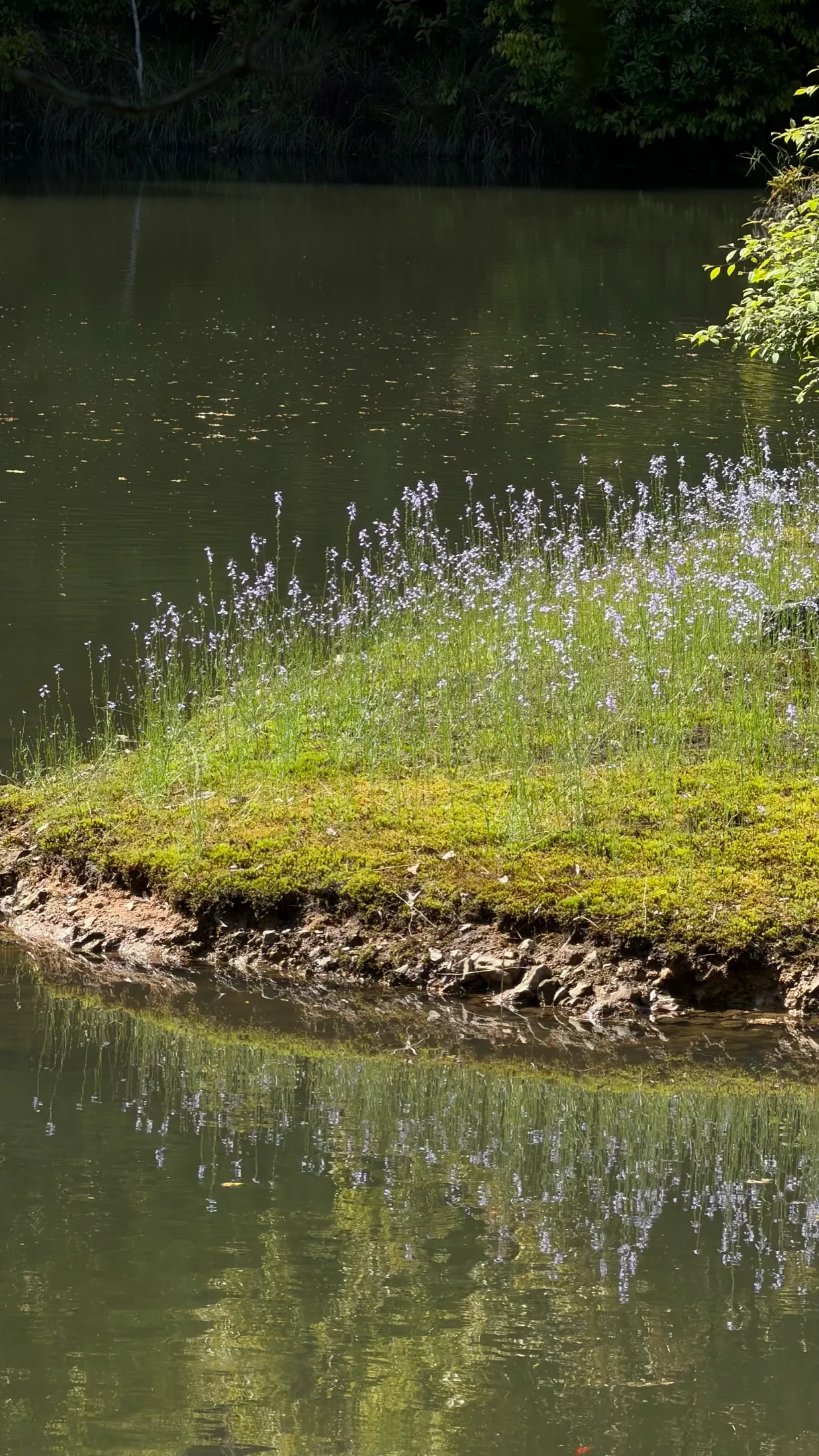 A small mossy island with wildflowers on a still pond