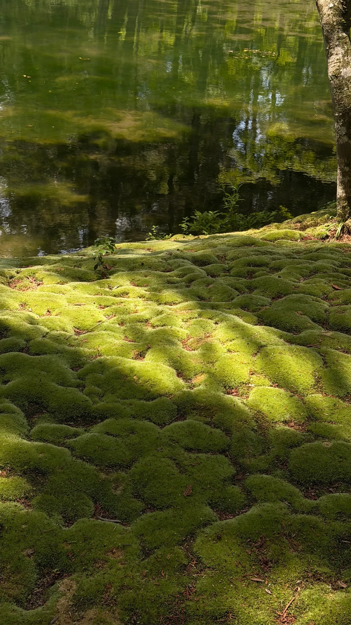 Soft mounds of green moss beside a still pond