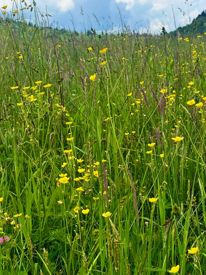 A green meadow full of yellow wildflowers